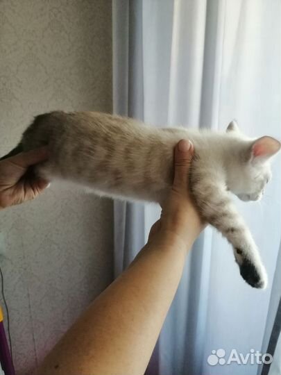Бенгальский котёнок