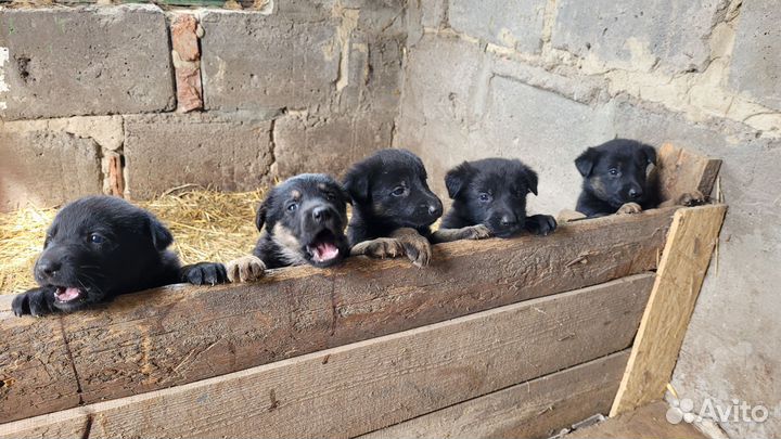 Щенки