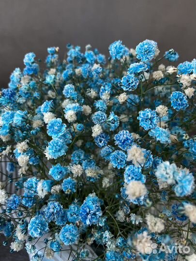 Ярко-голубая гипсофила в коробочке