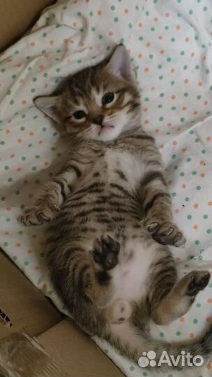 Котята в добрые руки бесплатно