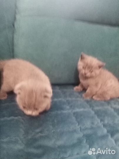 Плюшевые котята