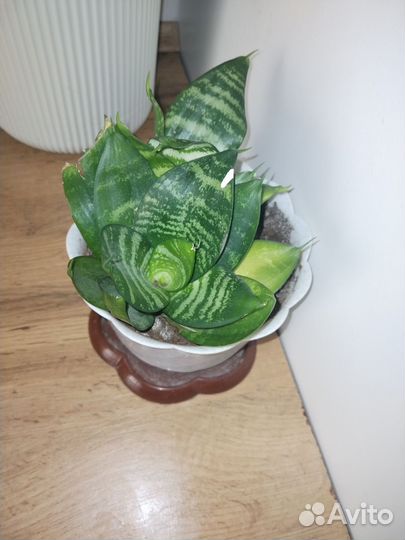 Продам комнатные цветы