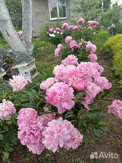 Пионы саженцы корни