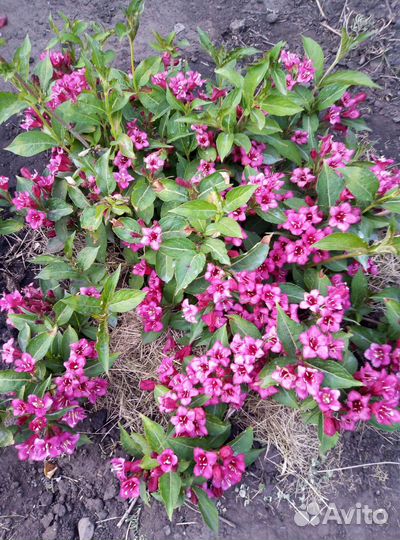 Многолетние растения