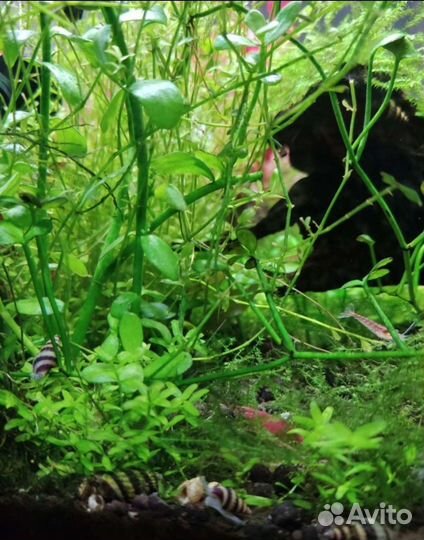 Улитка Хелена. Бесплатно