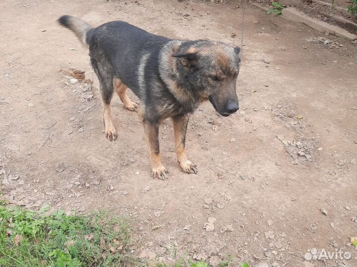 Щенки метисы