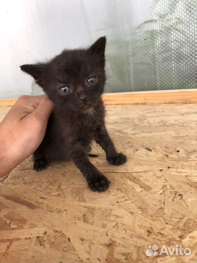 Котята в добрые руки даром