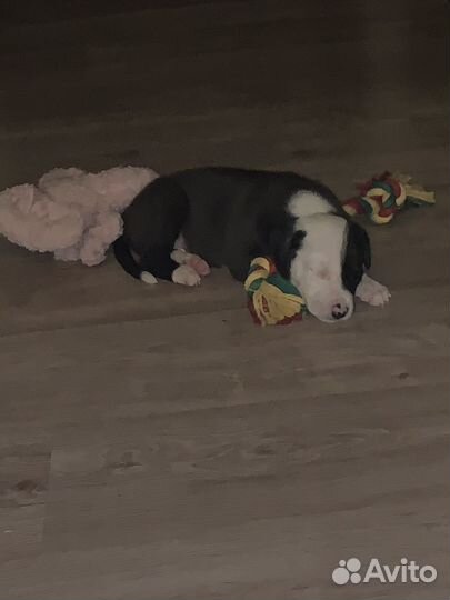 Щенки питбуля