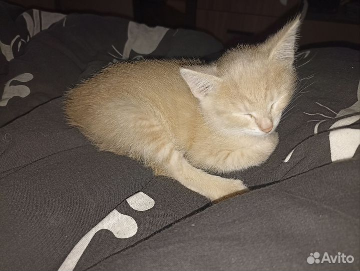 Мальчик Перс