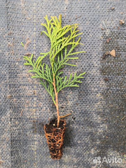 Туя смарагд саженцы