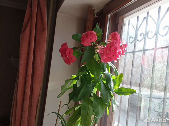 Комнатные цветы алоэ, отросток Строманты