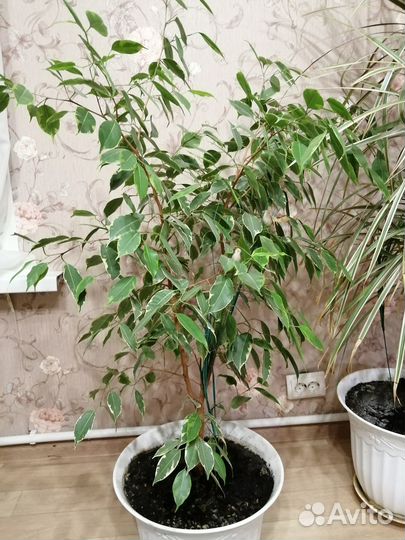 Фикус бенджамина