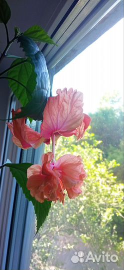 Гибискус текила санрайз