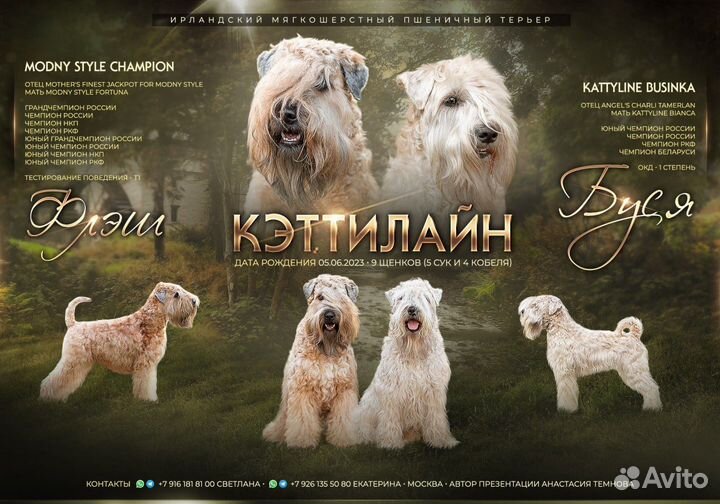Купить щенка пшеничного терьера