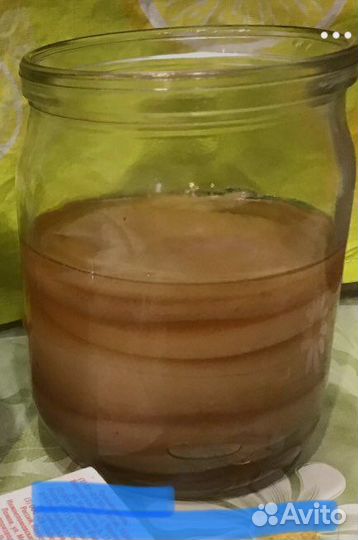 Комбуча (чайный гриб) бесплатно