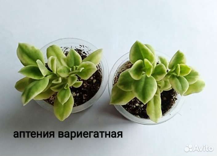 Флорариум суккуленты