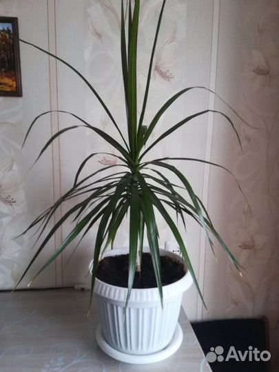 Пальма драцена