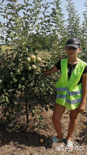 Саженцы яблони с комом крупномеры