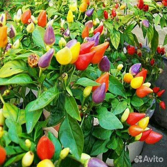 Перец острый многолетний, разноцветный. Рассада