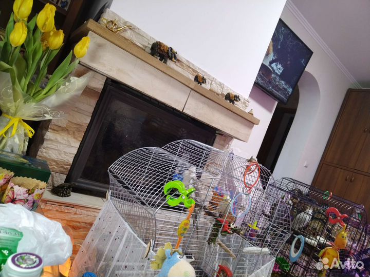 Корелла птенец говорящий и пары шикарных окрасов