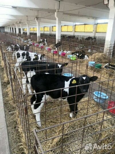 Холмогоры Голштины Бычок Теленок Телки