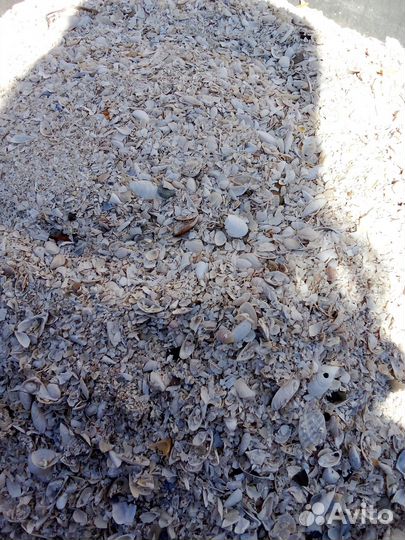 Продаю речную ракушку