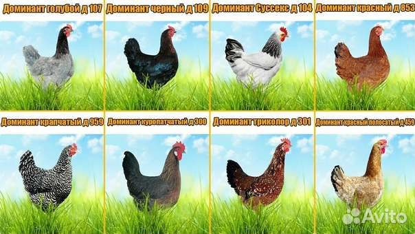 Куры молодки