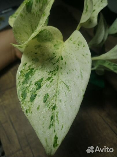 Эпипремнум хеппи лиф