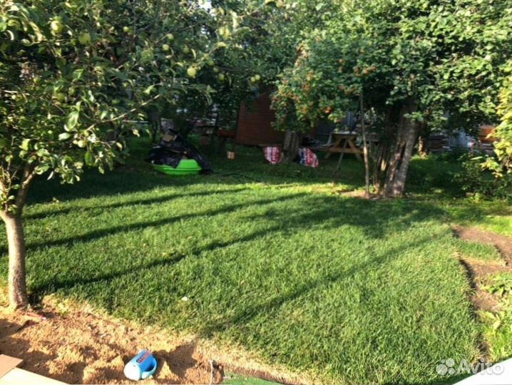 Рулонный газон 