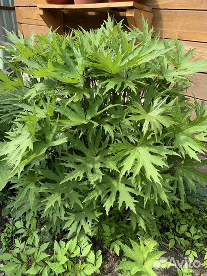 Многолетние садовые растения