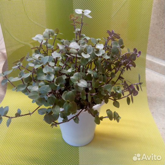 Комнатные цветы