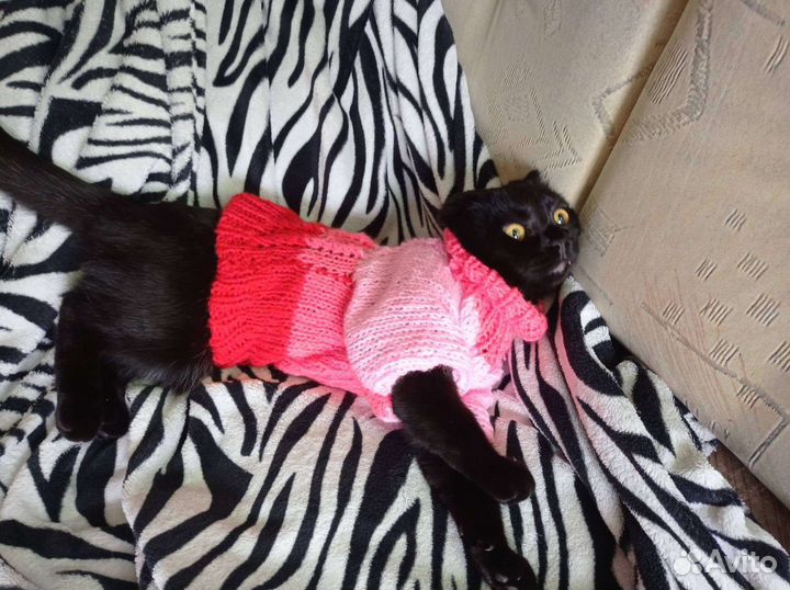 Кофточки для кошек или на маленькую собачку