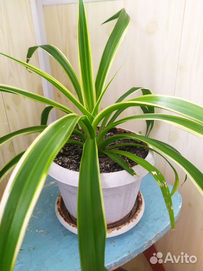 Хлорофитум