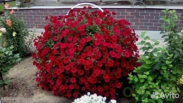 Семена Эустомы