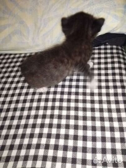 Котята бесплатно