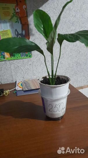 Спатифиллум