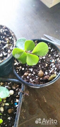 Портулакария афра