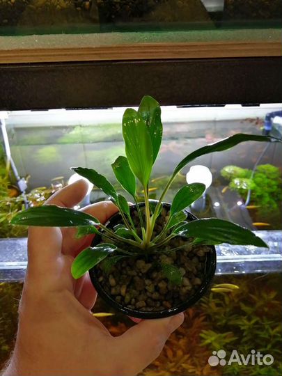 Аквариумные растения