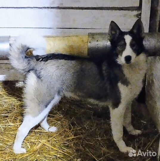 Собака