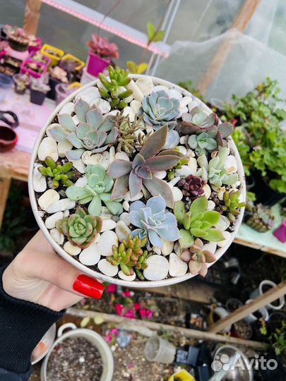 Суккуленты композиции