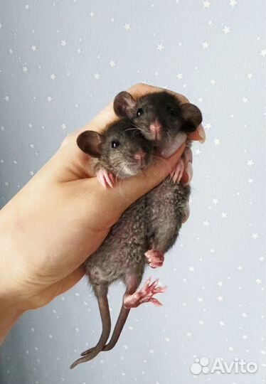 Крысята дамбо