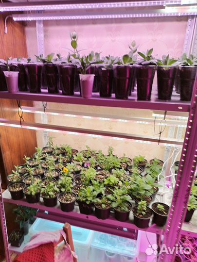 Петуния, эустома, ампельная виола