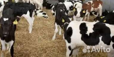 Бычки телята скороспелые