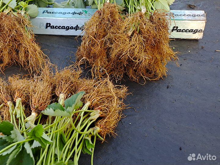 Рассада клубники. Оптом от 128 шт