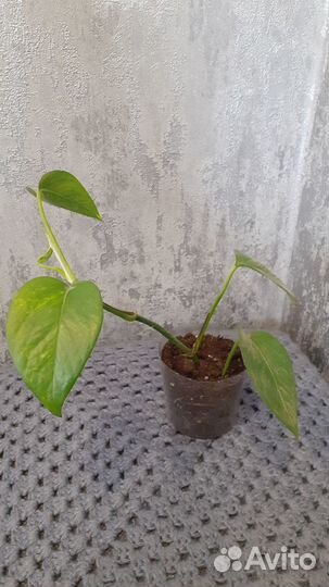 Сциндапсус Золотистый