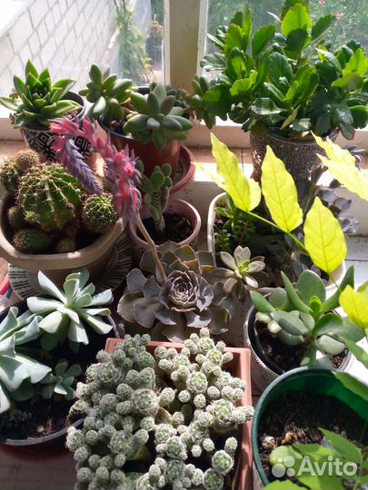 Растения садовые и комнатные