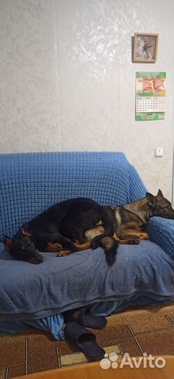 Передержка домашних животных