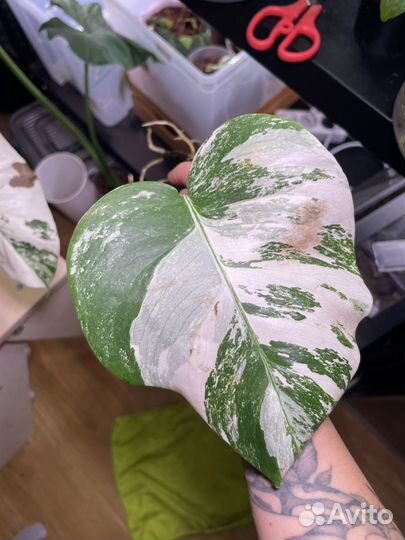 Монстера альба