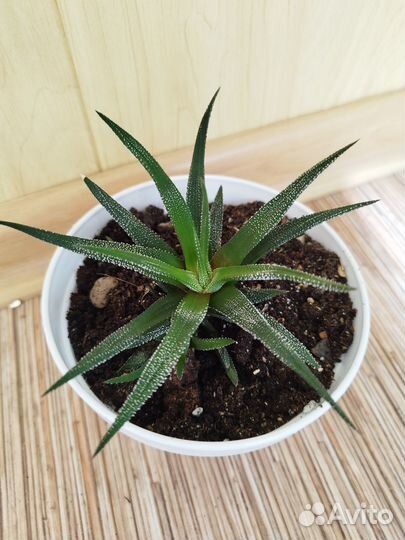 Комнатные цветы маленькие