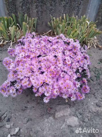 Цветы. Астра (сентябрины). Есть хризантемы